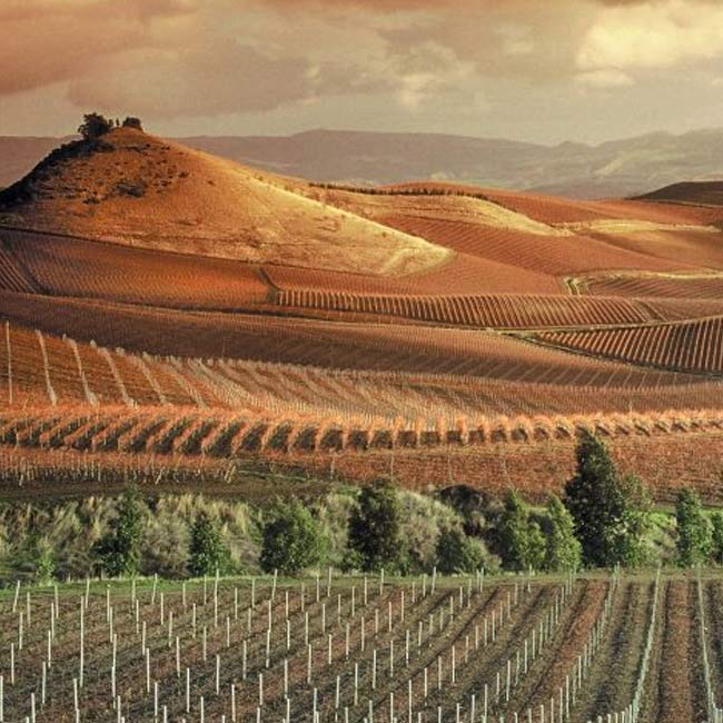 Babalù, Winemaker
