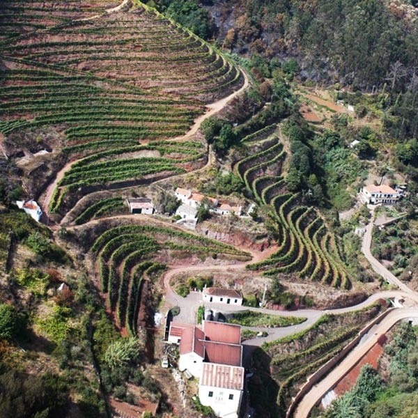 Henriques & Henriques, winemaker