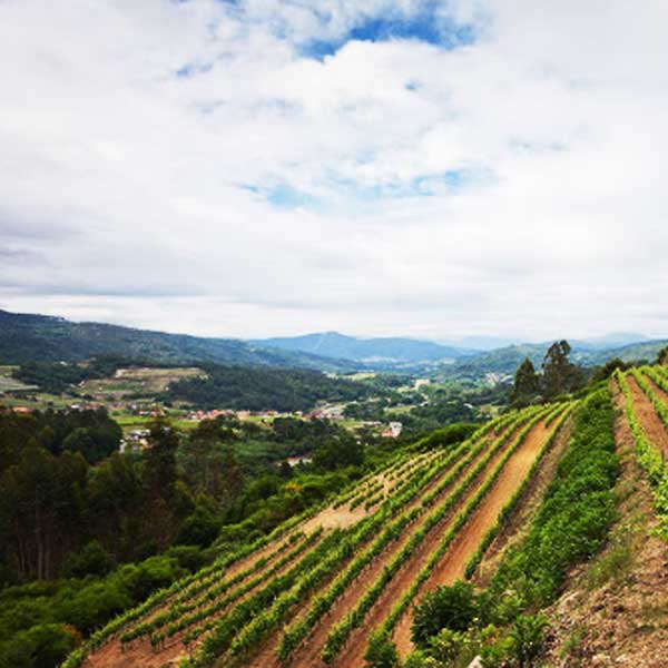 Quinta de Couselo