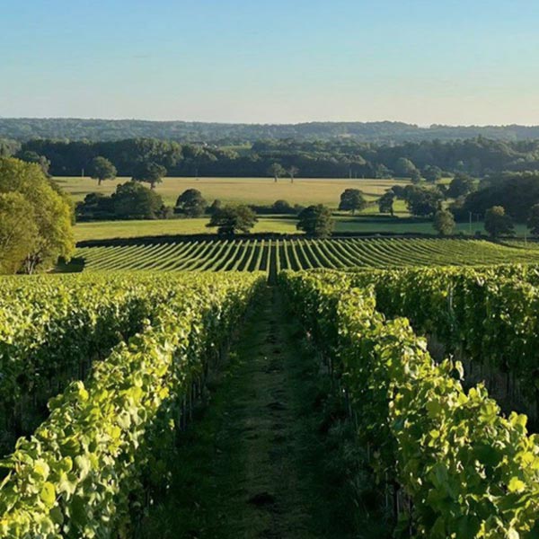 Roebuck Estates, Wine Producer