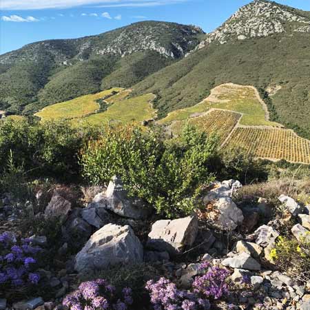 Terres Fidèles, wine producer