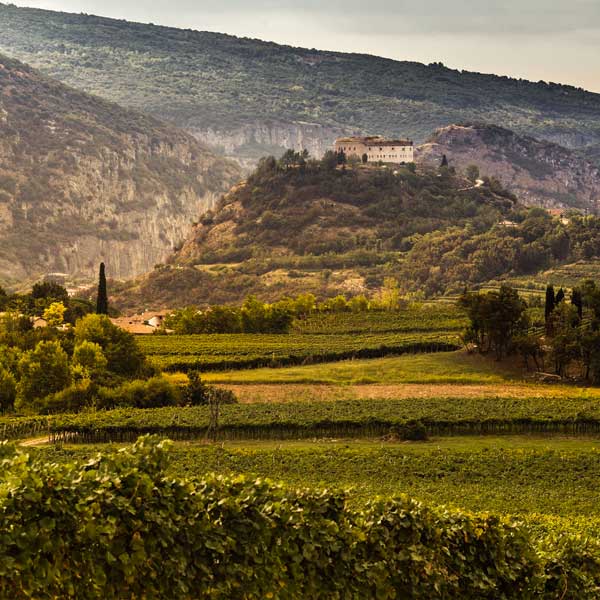 Azienda Agricola Monte Zovo Amarone della Valpolicella DOCG