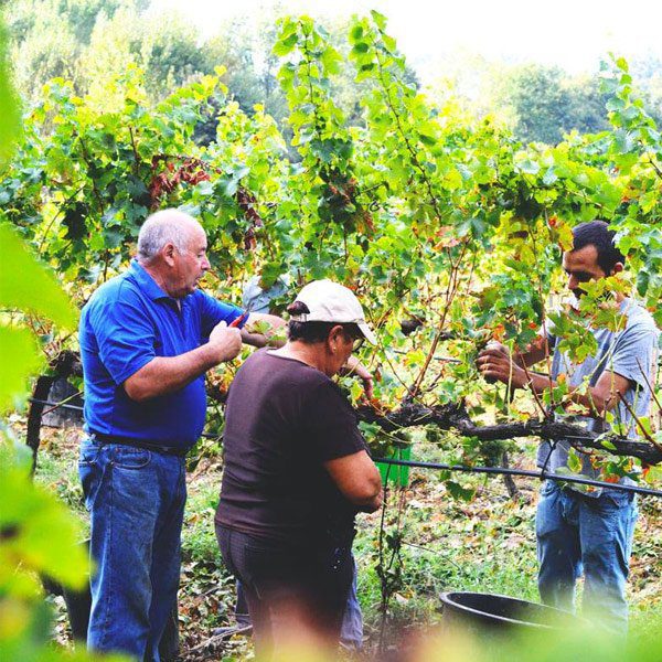 Casa de Vila Nova, winemaker