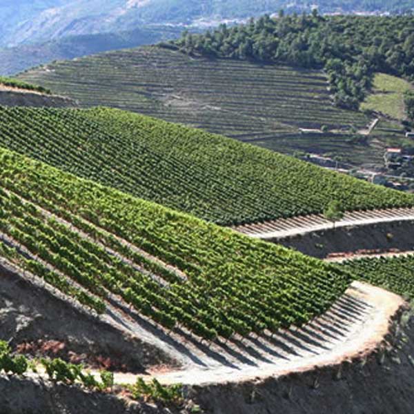 Fonesca, winemaker