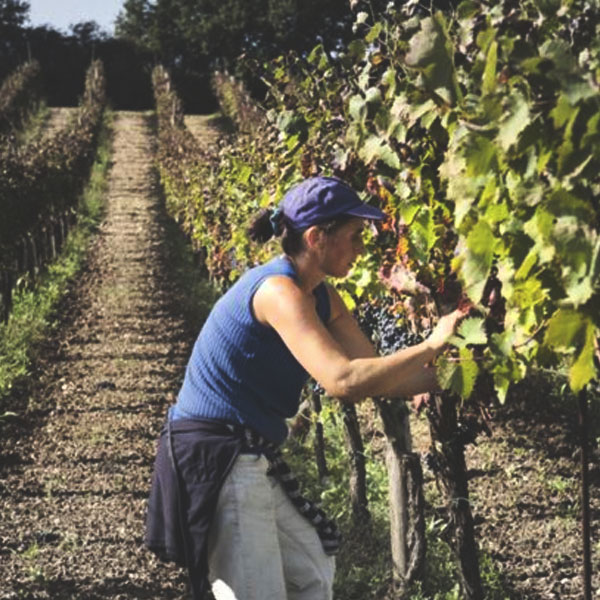 Montecalvo, winemaker