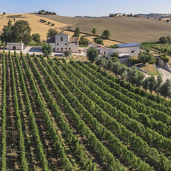 Tenute Pieralisi, Winemaker