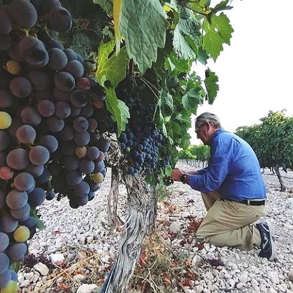Paco Mulero, winemaker