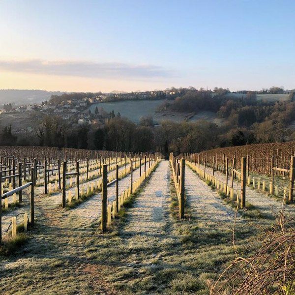 Woodchester Valley, English winemaker